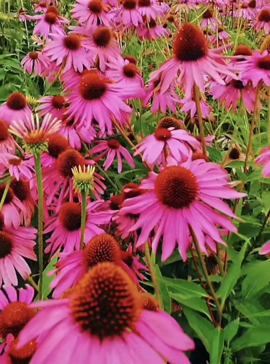 我爱生活爱花花