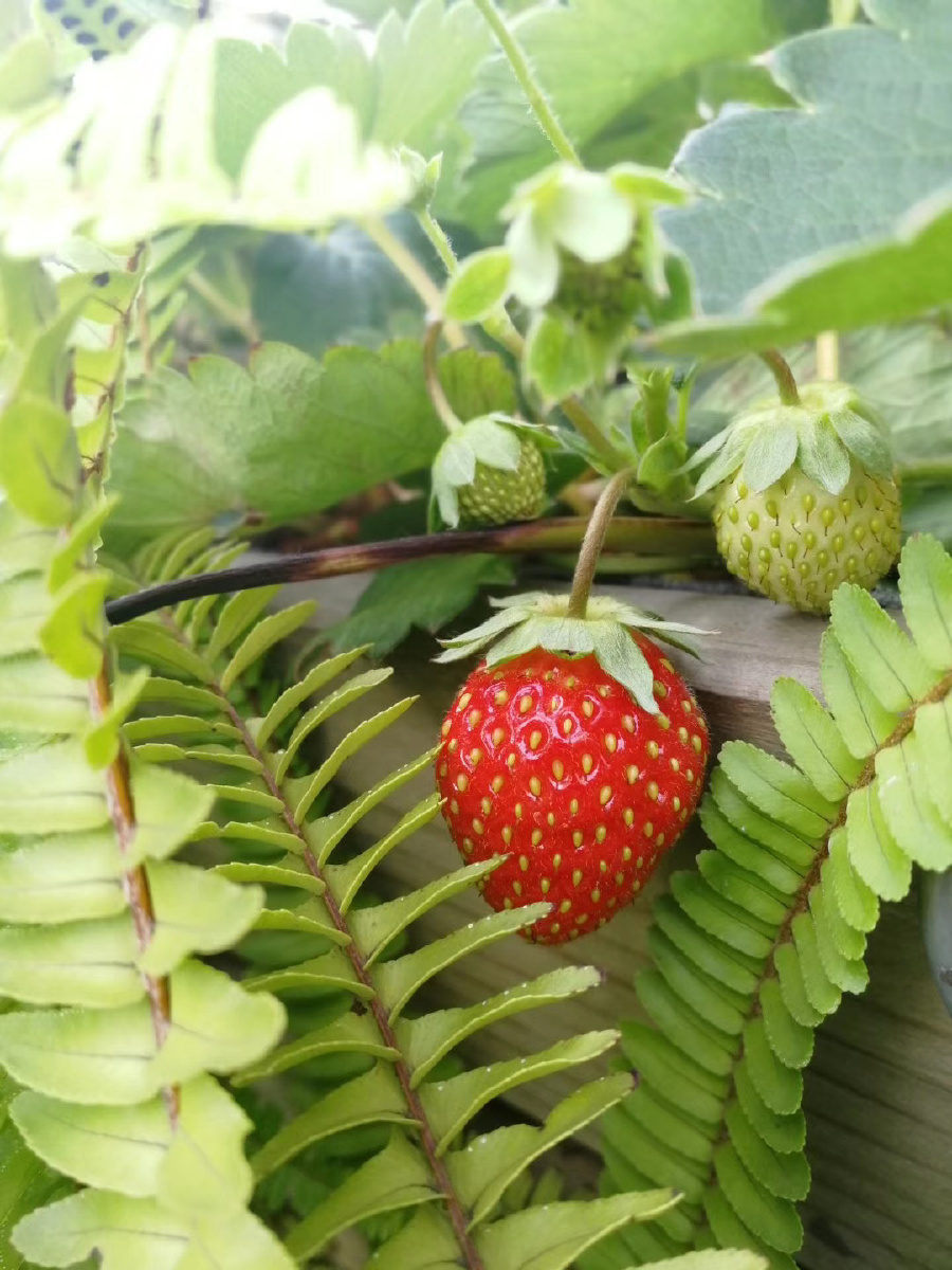 一片绿油油和绝好的天气鲜艳的果子们也大放异彩