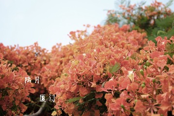 厦门大学