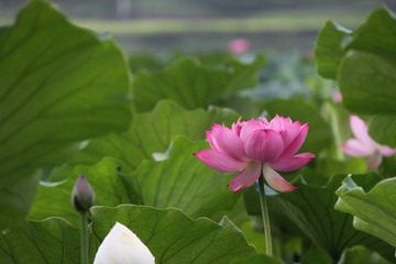 夏荷