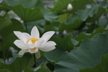夏荷