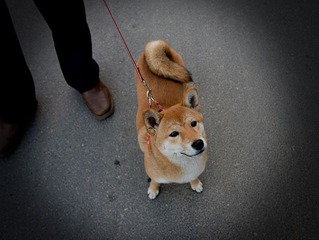 日本柴