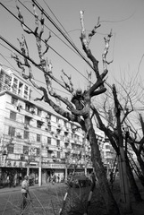 杨树浦路06