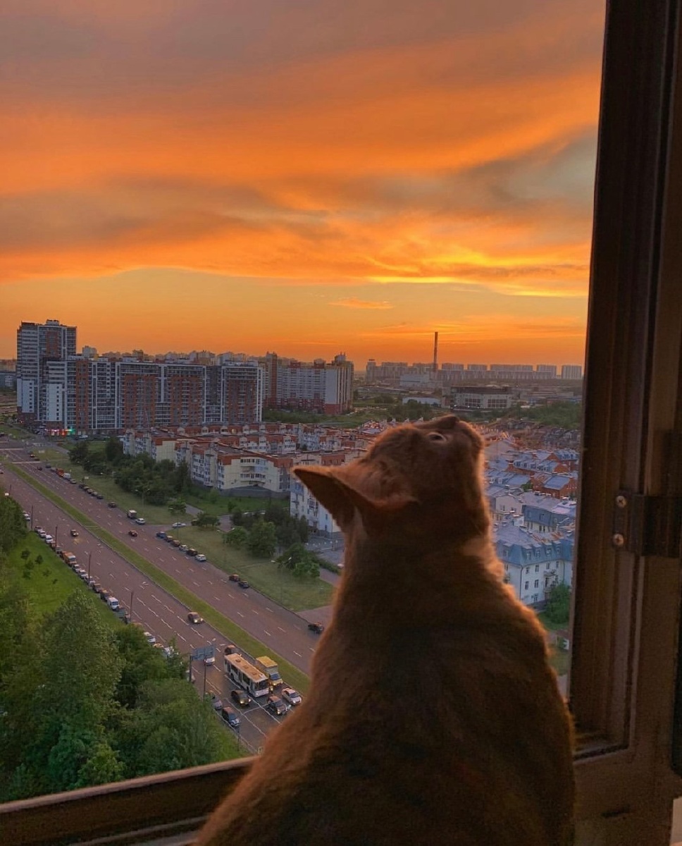 落日和猫