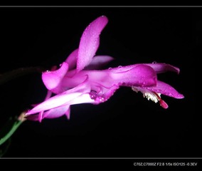 P4200296