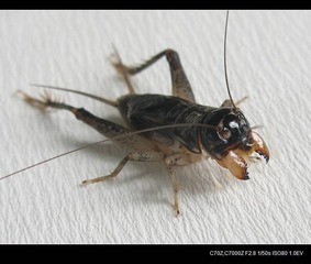 P5230287