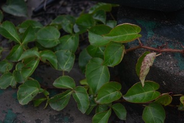 280090