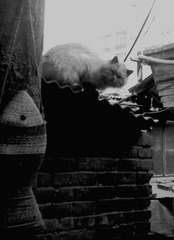 20071202493