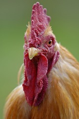2475