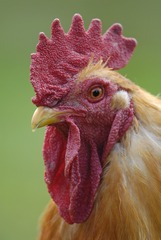 2524