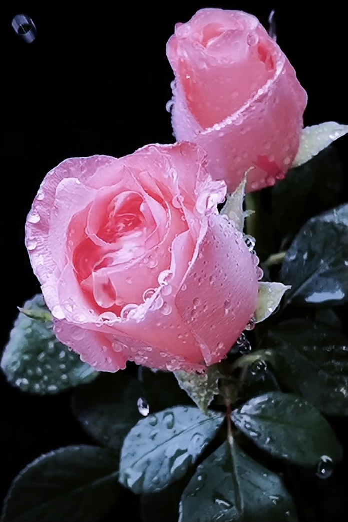 雨天的花才是最美风景