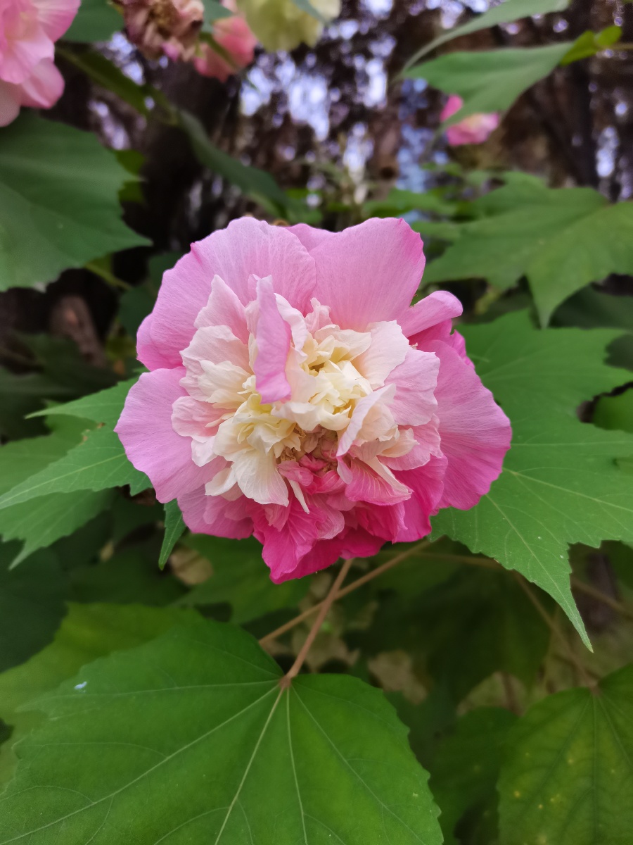 芙蓉国里尽朝晖清水出芙蓉天然去雕饰金秋十月拍摄于茶店子附近