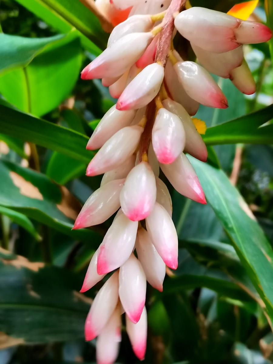 艳山姜别称草寇