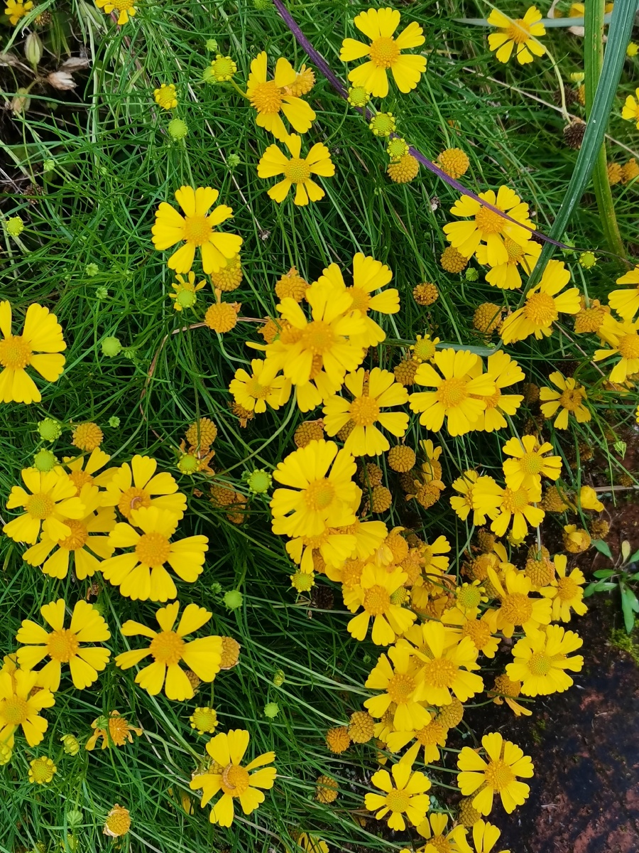 金鸡菊 科属: 菊科金鸡菊属花语: 竞争心,奋斗心 - 蓝调炫彩