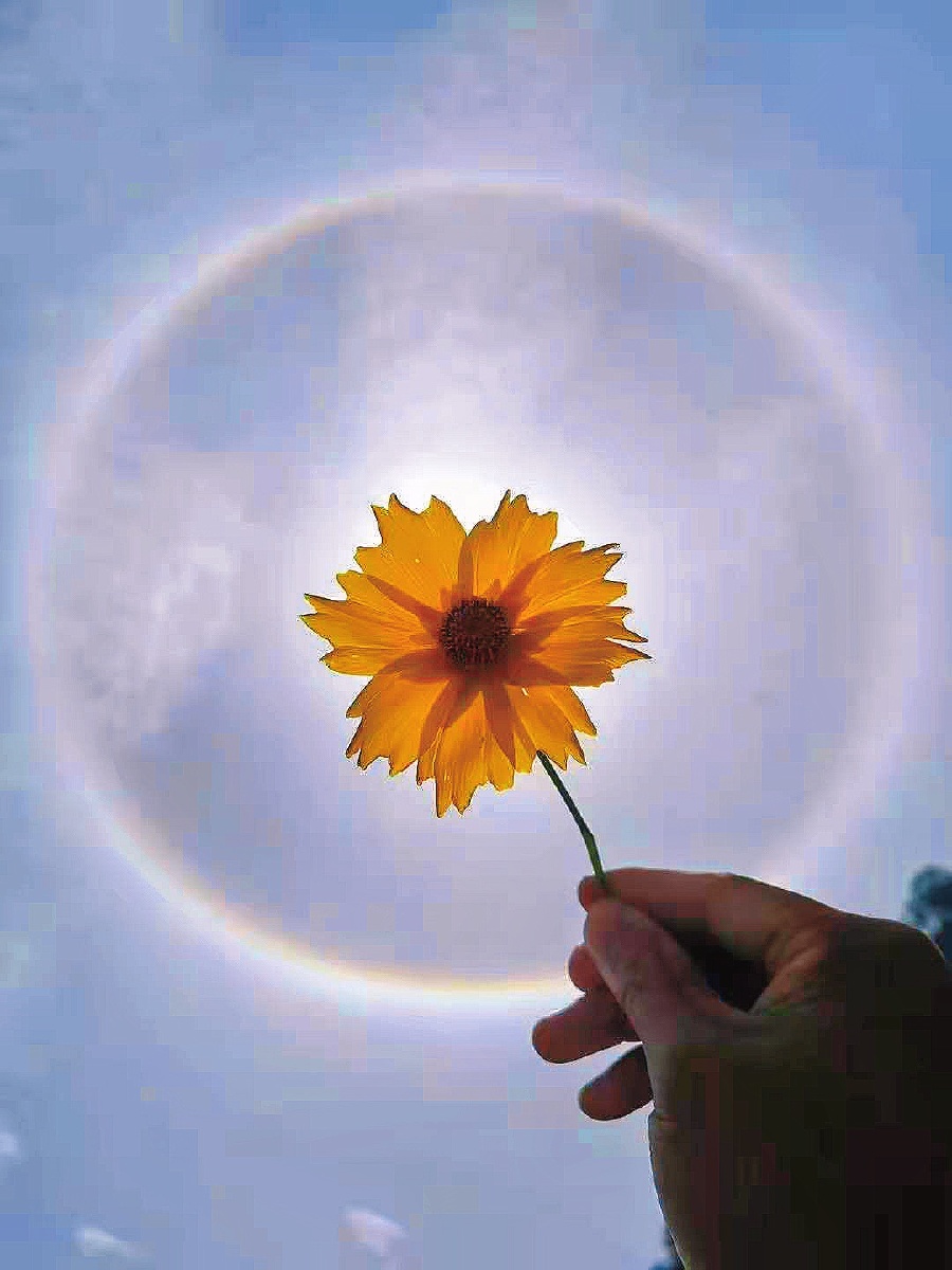 送你一朵小黄花