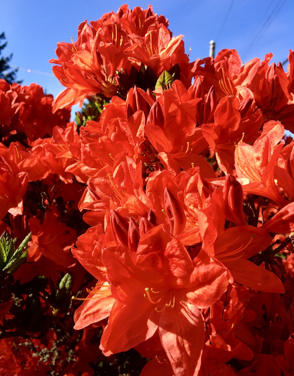 似血如朱映山红