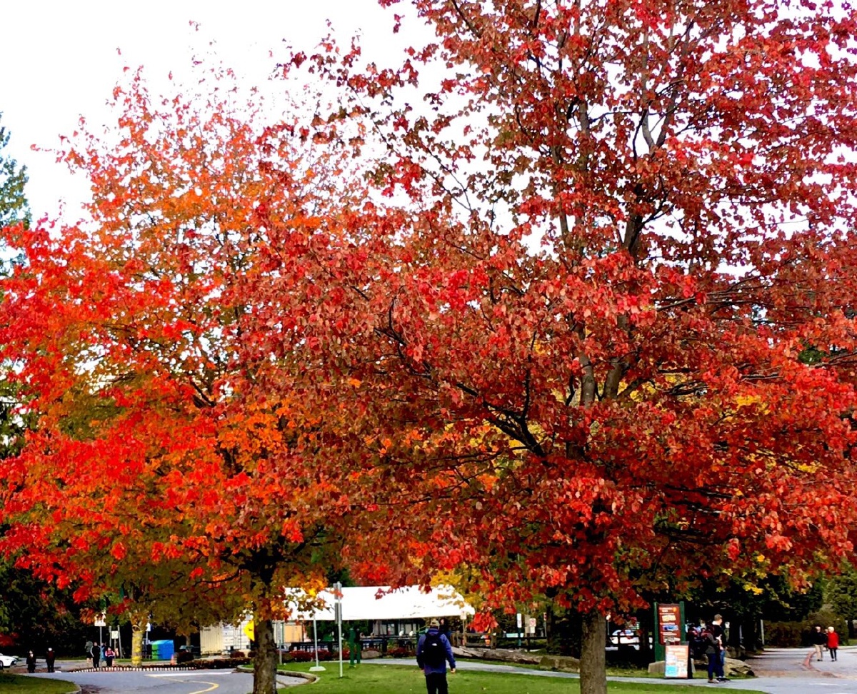 丹枫万叶映落晖