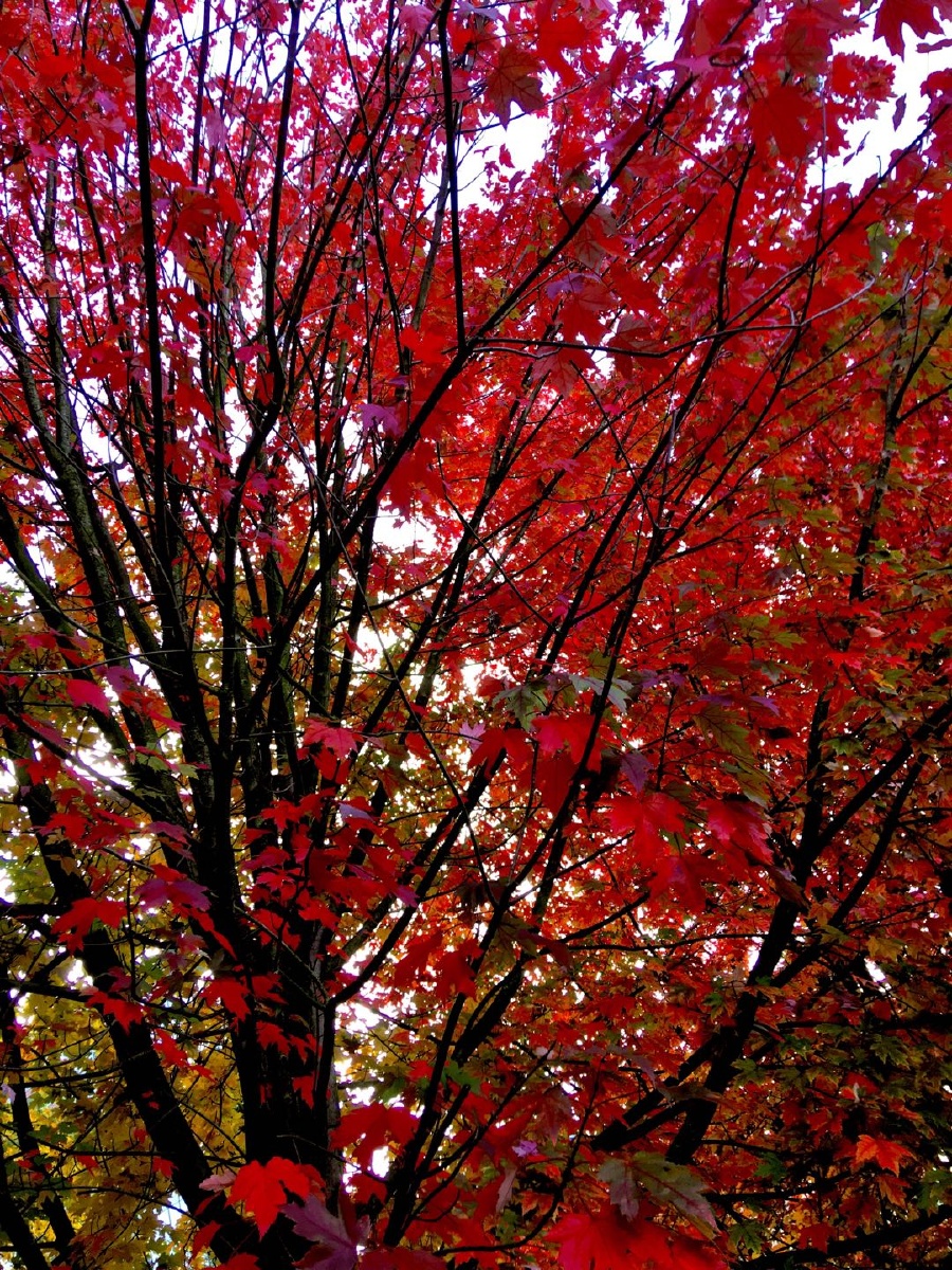 「枫叶红」 红叶经霜久,依然恋故枝.