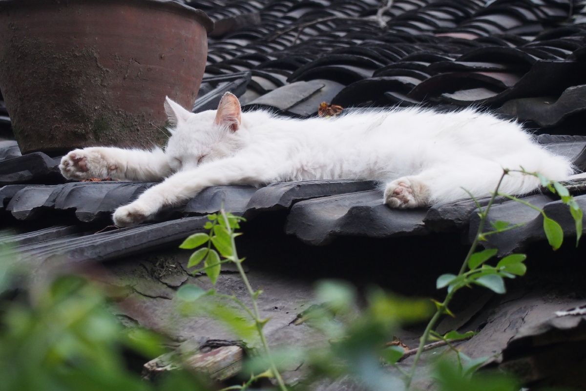 砖瓦房屋顶上懒洋洋的猫咪在睡觉