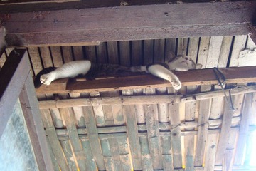 睡猫