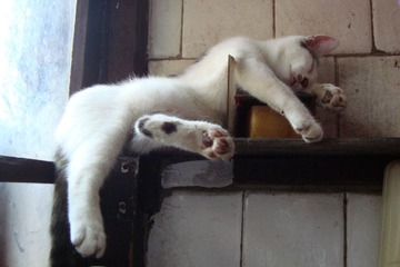 睡猫