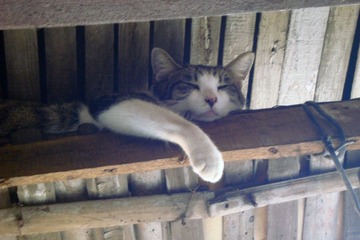 睡猫