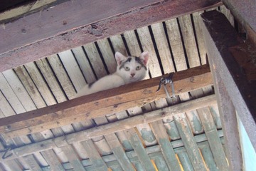 害羞猫
