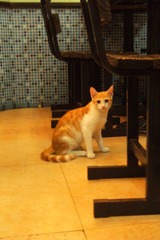 田子坊碰到的小猫