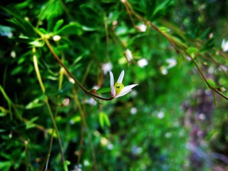 不知名的花