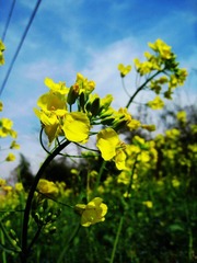 又是油菜花