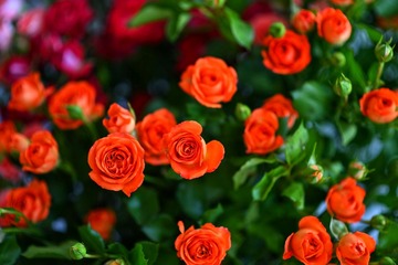 41BACEC3-4587-4DF1-909E-E655F0F63B48/L0/001