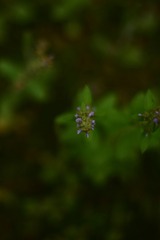 2A70D7C5-8BF5-4442-B8DA-251663B570A8/L0/001
