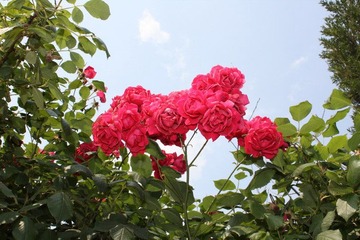 用花儿的眼睛看天堂