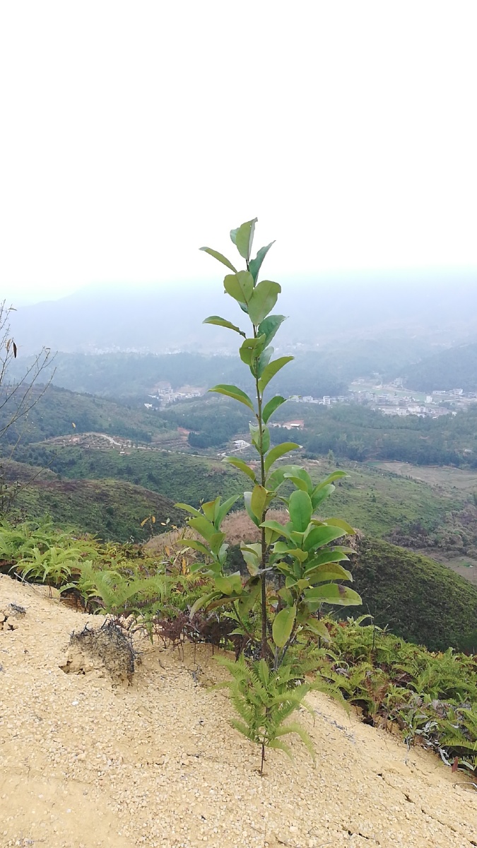 小石路撞上了茁壮成长的小树苗