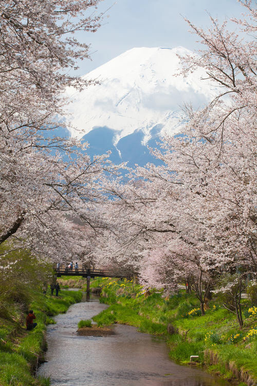 春天的樱花开了,一大片的樱花树林美的让人流连忘返,用相机记录下来