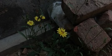 1207810