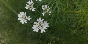 1207805