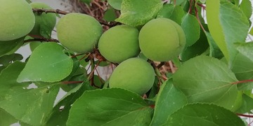 1207806