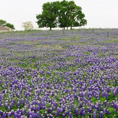 四月是Blue Bonnet的季节