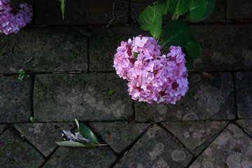 粉红色的花团。