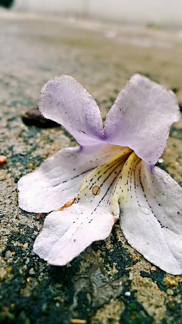 落雨梧桐花静物花朵植物