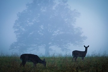 Cades Cove