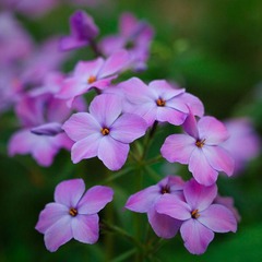 野花