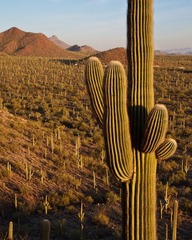 Saguaro国家公园