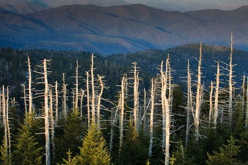 Clingmans Dome 大雾山