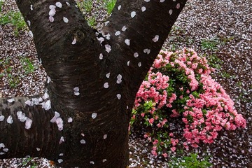 樱花树下的花