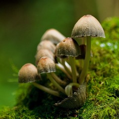 小小蘑菇