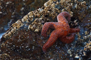 海星