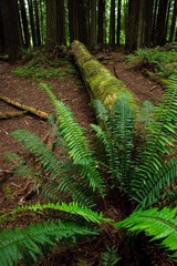 Redwood
