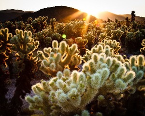 Cholla Cactus Garden, Joshua Tree National Park